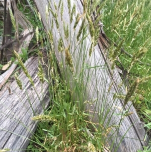 Anthoxanthum odoratum at Mount Clear, ACT - 22 Nov 2015