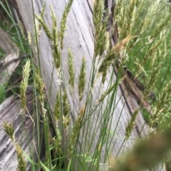 Anthoxanthum odoratum at Mount Clear, ACT - 22 Nov 2015