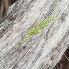 Anthoxanthum odoratum at Mount Clear, ACT - 22 Nov 2015