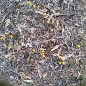 Goodenia hederacea subsp. hederacea at Watson, ACT - 21 Nov 2015