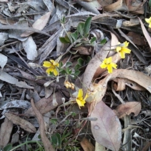 Goodenia hederacea subsp. hederacea at Watson, ACT - 21 Nov 2015