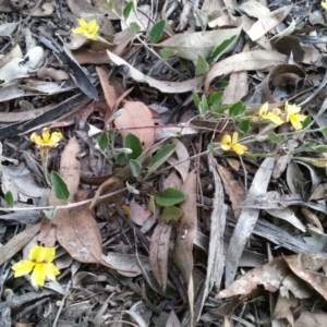 Goodenia hederacea subsp. hederacea at Watson, ACT - 21 Nov 2015