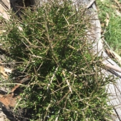 Melicytus angustifolius subsp. divaricatus at Mount Clear, ACT - 22 Nov 2015 07:39 PM