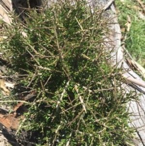 Melicytus angustifolius subsp. divaricatus at Mount Clear, ACT - 22 Nov 2015