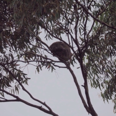 Phascolarctos cinereus (Koala) at Port Macquarie, NSW - 21 Nov 2015 by jules_bear