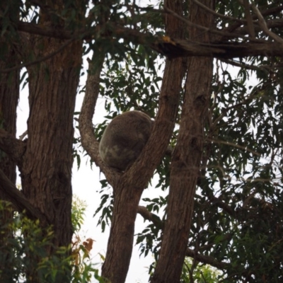 Phascolarctos cinereus (Koala) at Port Macquarie, NSW - 21 Nov 2015 by jules_bear