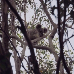 Phascolarctos cinereus (Koala) at Port Macquarie, NSW - 22 Nov 2015 by julesbear