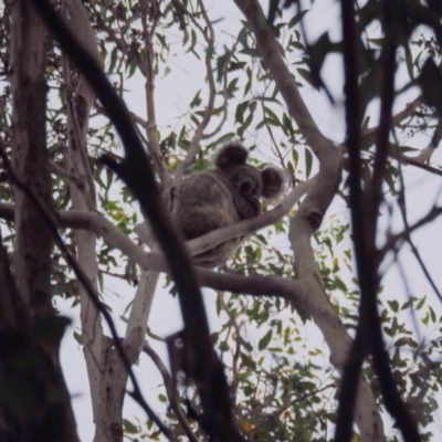 Phascolarctos cinereus (Koala) at Port Macquarie, NSW - 21 Nov 2015 by jules_bear