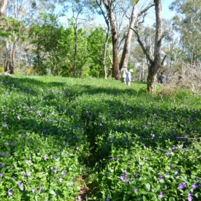 Vinca major (Blue Periwinkle) at Stonequarry, NSW - 16 Oct 2015 by JanetRussell