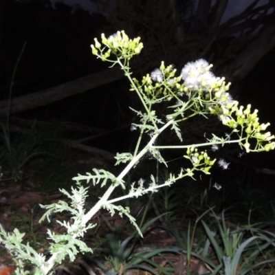 Senecio bathurstianus (Rough Fireweed) at Tuggeranong Hill - 7 Nov 2015 by michaelb