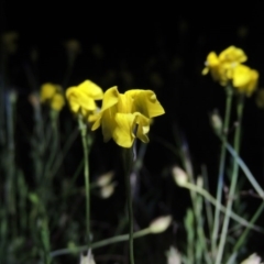 Goodenia pinnatifida (Scrambled Eggs) at Calwell, ACT - 7 Nov 2015 by michaelb