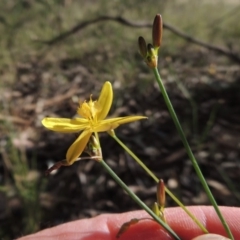 Tricoryne elatior (Yellow Rush Lily) at Calwell, ACT - 6 Nov 2015 by michaelb