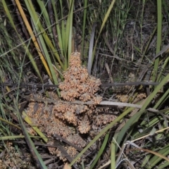 Lomandra multiflora (Many-flowered Matrush) at Calwell, ACT - 7 Nov 2015 by MichaelBedingfield