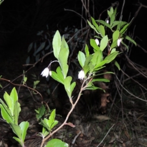 Billardiera heterophylla at Calwell, ACT - 7 Nov 2015