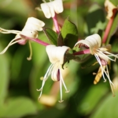 Lonicera japonica (Japanese Honeysuckle) at Symonston, ACT - 22 Nov 2015 by roymcd