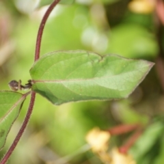 Lonicera japonica at Symonston, ACT - 22 Nov 2015