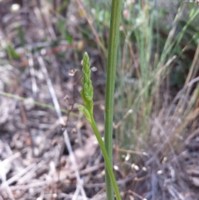 Microtis sp. (Onion Orchid) at Point 69 - 23 Nov 2015 by MattM