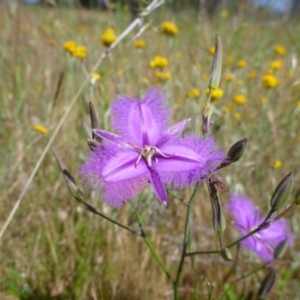 Thysanotus tuberosus subsp. tuberosus at Googong, NSW - 23 Nov 2015