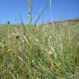 Microtis sp. at Googong, NSW - suppressed