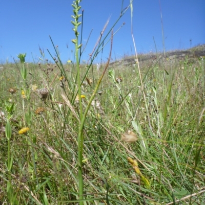 Microtis sp. (Onion Orchid) at Googong Foreshore - 22 Nov 2015 by jksmits