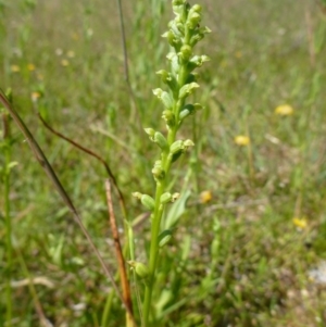 Microtis sp. at Googong, NSW - suppressed