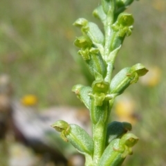 Microtis sp. at Googong, NSW - 23 Nov 2015