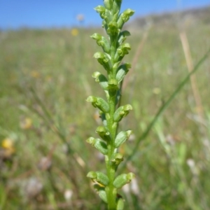 Microtis sp. at Googong, NSW - suppressed