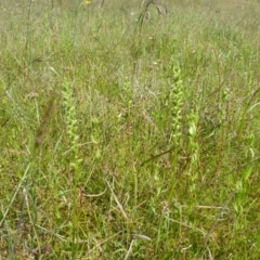 Microtis sp. at Googong, NSW - suppressed