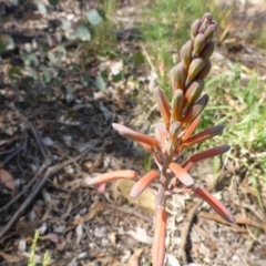 Aloe sp. at Bruce, ACT - 23 Nov 2015 by JanetRussell