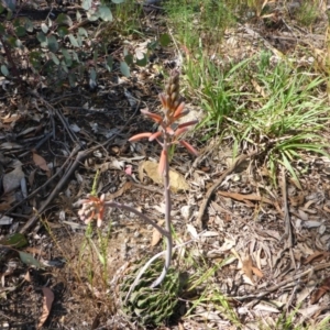 Aloe sp. at Bruce, ACT - 23 Nov 2015