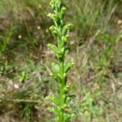 Microtis sp. (Onion Orchid) at Canberra Central, ACT - 19 Nov 2015 by RWPurdie