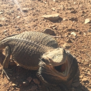 Pogona barbata at Canberra Central, ACT - 23 Nov 2015