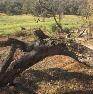 Pogona barbata at Hackett, ACT - 23 Nov 2015