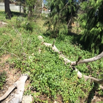 Vinca major (Blue Periwinkle) at Bruce, ACT - 24 Nov 2015 by JanetRussell