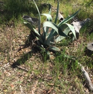 Agave americana at Bruce, ACT - 24 Nov 2015