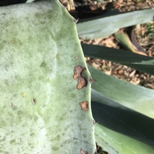 Agave americana at Bruce, ACT - 24 Nov 2015