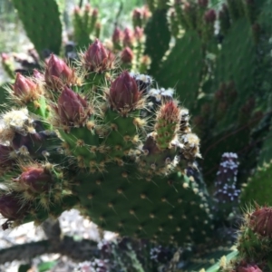 Opuntia stricta at Bruce, ACT - 24 Nov 2015