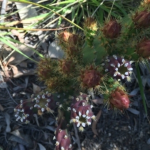 Opuntia stricta at Bruce, ACT - 24 Nov 2015