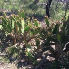 Opuntia stricta at Bruce, ACT - 24 Nov 2015 10:43 AM