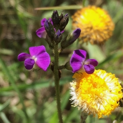 Glycine microphylla (Small-leaf Glycine) at Wandiyali-Environa Conservation Area - 24 Nov 2015 by Wandiyali