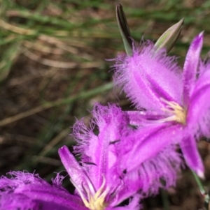 Thysanotus tuberosus subsp. tuberosus at Bruce, ACT - 21 Nov 2015 11:02 AM