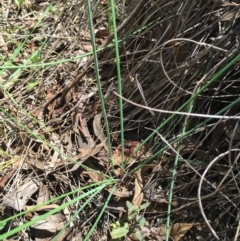 Thysanotus tuberosus subsp. tuberosus at Bruce, ACT - 21 Nov 2015 11:02 AM