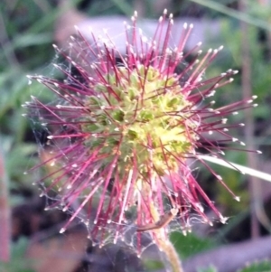 Acaena novae-zelandiae at Bungendore, NSW - 24 Nov 2015 07:01 PM