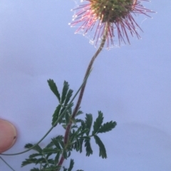 Acaena novae-zelandiae at Bungendore, NSW - 24 Nov 2015 07:01 PM