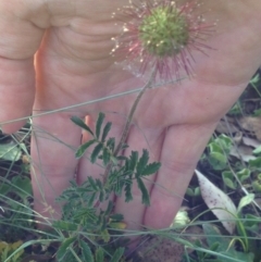 Acaena novae-zelandiae at Bungendore, NSW - 24 Nov 2015 07:01 PM