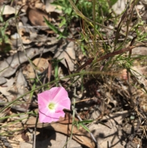 Convolvulus angustissimus subsp. angustissimus at O'Connor, ACT - 21 Nov 2015