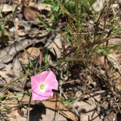 Convolvulus angustissimus subsp. angustissimus (Australian Bindweed) at O'Connor, ACT - 21 Nov 2015 by ibaird