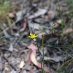 Tricoryne elatior (Yellow Rush Lily) at Point 93 - 21 Nov 2015 by ibaird
