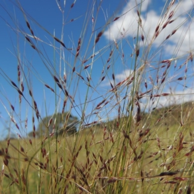 Nassella trichotoma (Serrated Tussock) at Tuggeranong Hill - 23 Nov 2015 by michaelb