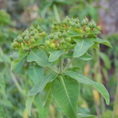 Euphorbia oblongata at Calwell, ACT - 23 Nov 2015 06:45 PM